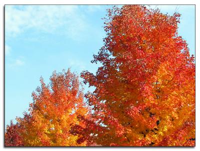 Autumn colourburst