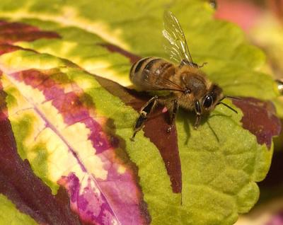 HoneyBee.jpg