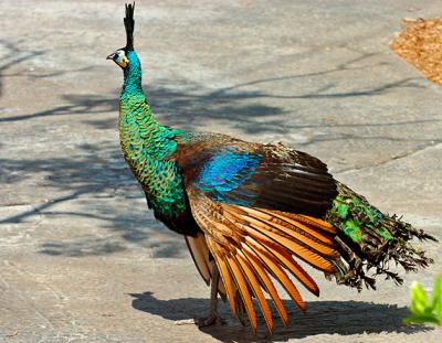 MiamiPeacock.jpg