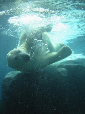 u15/sshyone/medium/4684109.PolarBearUnderwater.jpg