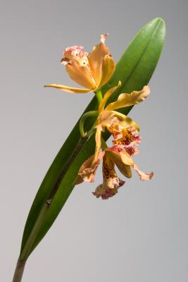 Orchid Flowers