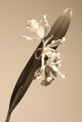 Sepia Version