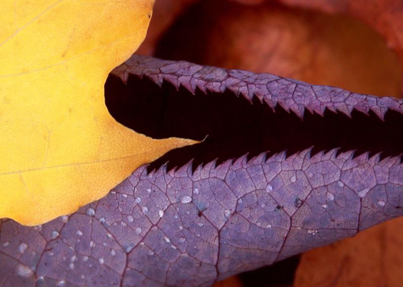 Fall colors, by Rich