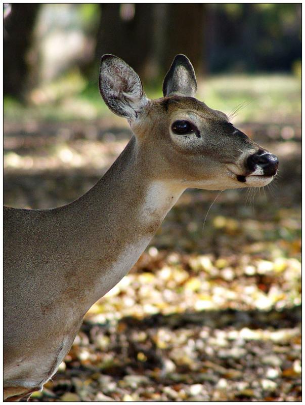 Doe, a Deer<br>By Dani