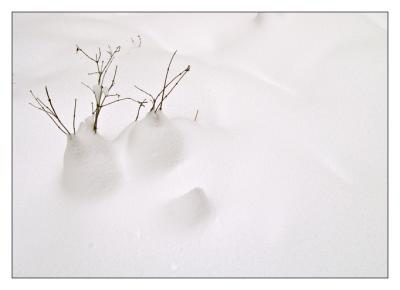 7th (tie)Plants Give Snow Its Shape*  by mlynn