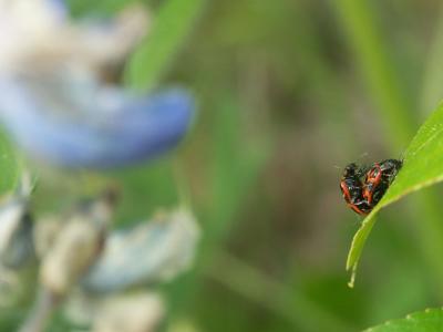 Birds and bees, by Rich