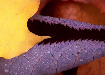Fall colors, by Rich