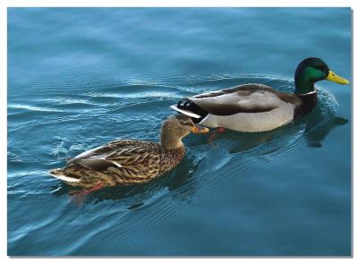 Pond partners