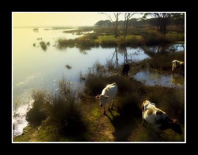 cows in the mist 1