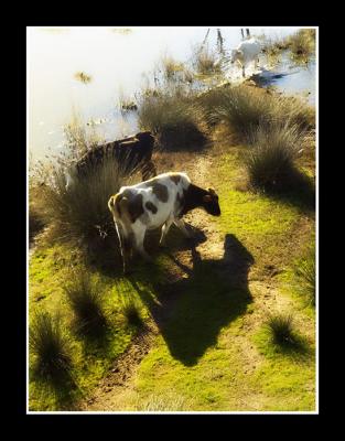cows in the mist 2