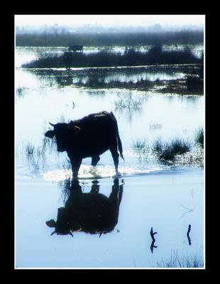cows in the mist 3
