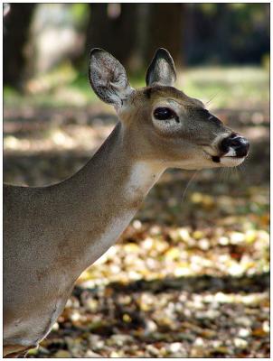 Doe, a DeerBy Dani