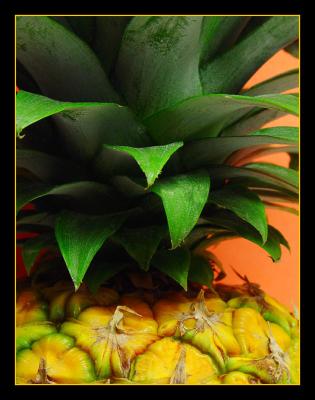 <B>Pineapple</B><BR><FONT size=2>by Faye White</FONT>
