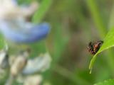 Birds and bees, by Rich