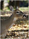 Doe, a Deer<br>By Dani