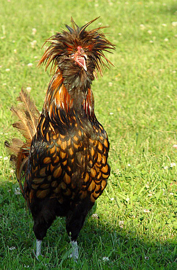 frazzled by Katherine Kenison