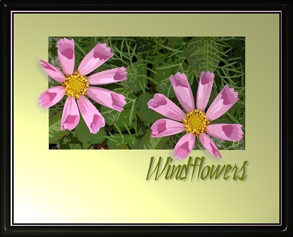 Windflowers