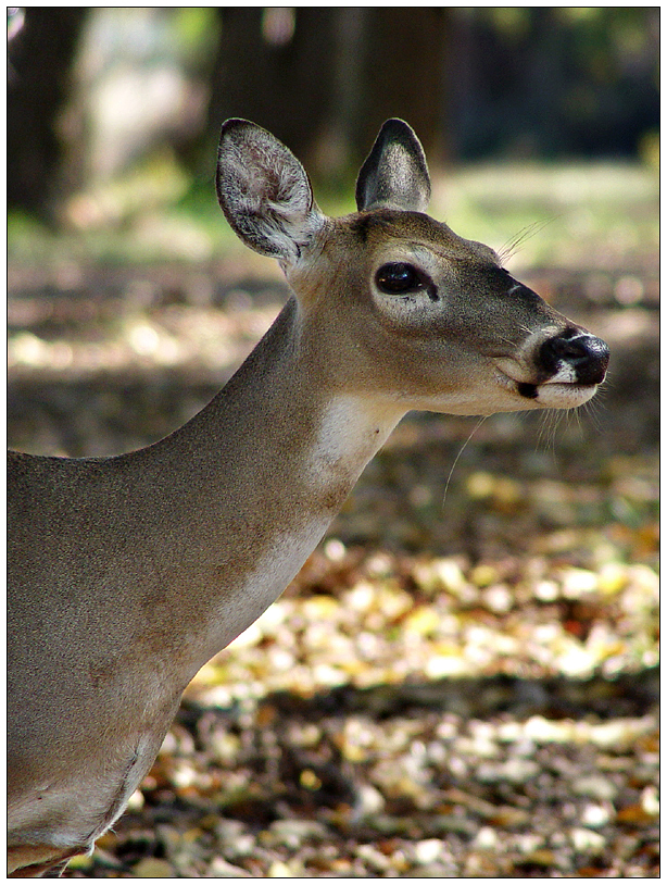 Doe, a Deer<br>By Dani