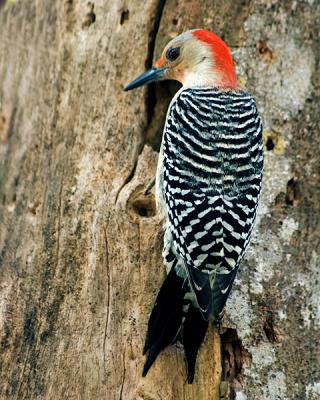 redbellied woodpecker full.jpg