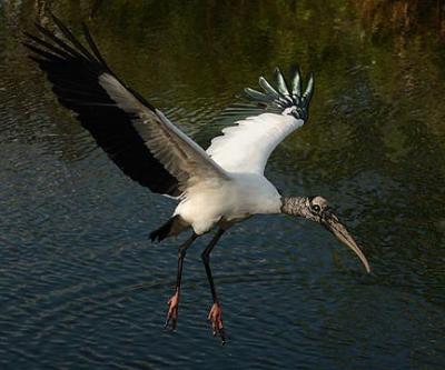 u15/subratabasu/medium/41907045.birdinflight2.jpg