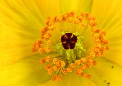 u15/subratabasu/medium/41910730.yellowflower.jpg