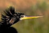 anhinga