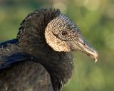 black vulture.jpg