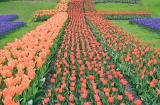 Floriade060TulipSM_filt.jpg