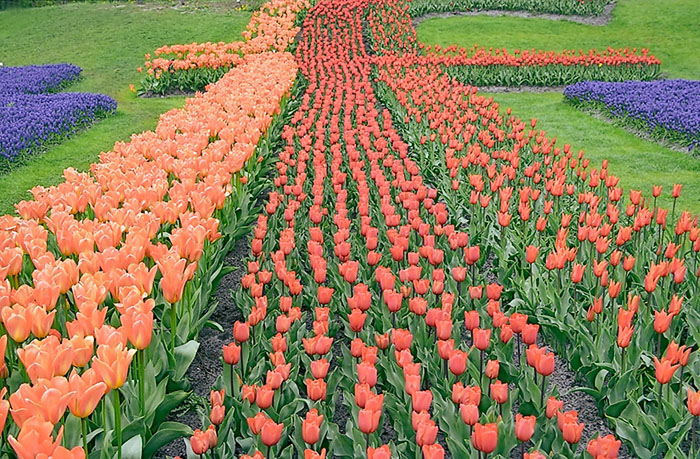 Floriade060TulipSM_filt.jpg