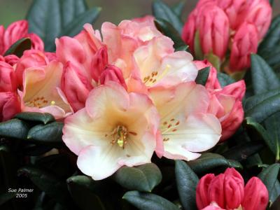 4-9 rhodo 5413.jpg