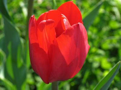 macro tulip