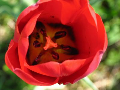 Inside of the tulip - macro