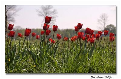 tulips III