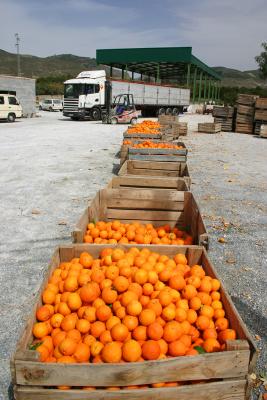 Melegis oranges, Lecrin Valley, Andalucia