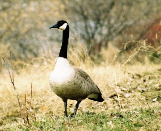 canada goose 004.jpg