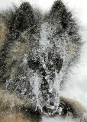 u15/sunfiretervs/medium/38914744.dazsnow865w.jpg