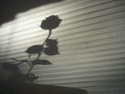 Shadow Rose / 18 Jan 05
