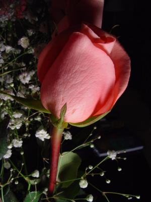 DSC03805.jpg