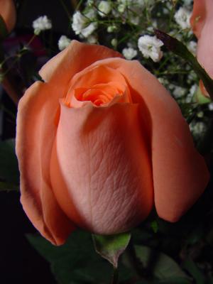 DSC03791_02.jpg