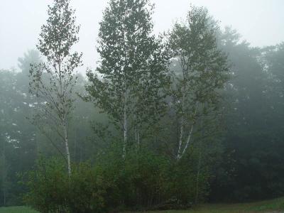 Misty Morning