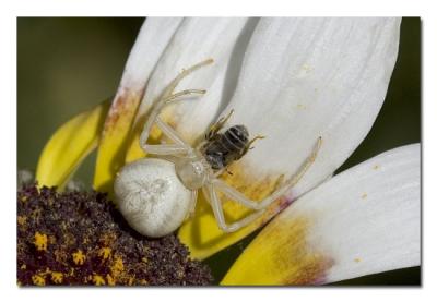 Crab Spider Eating Bee.jpg