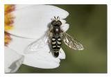 Bee Fly.jpg