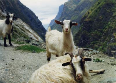 Leaping Goat Gorge