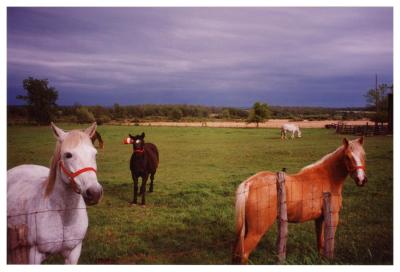 Upstate  NY Horses 1993