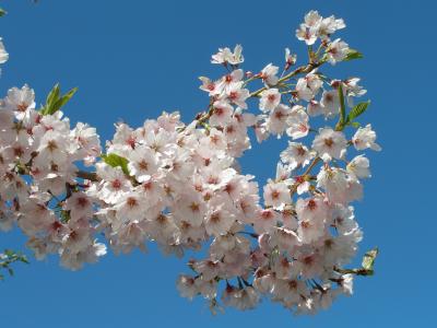 Yoshino Cherry Blossoms