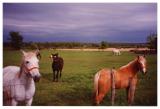 Upstate  NY Horses 1993