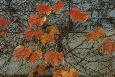 Hideko_CRW_4793.jpg