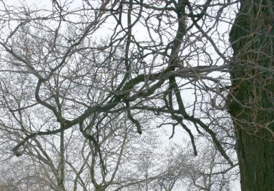 twigs and branches