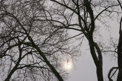 winter sun