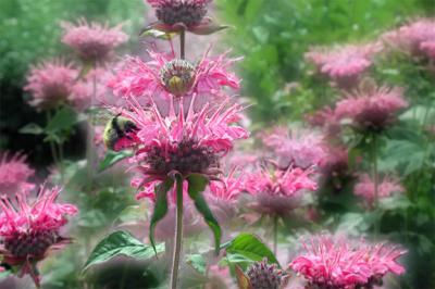 Beebalm